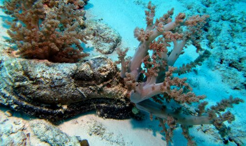 Shoe coral phillipines
