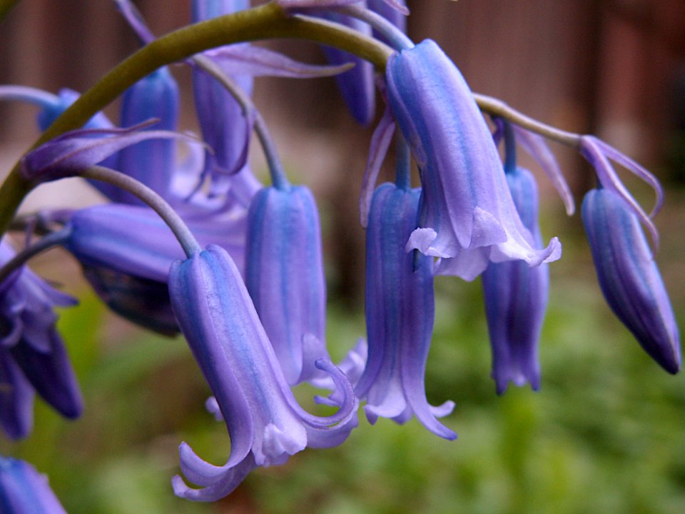 Bluebells, 2020-05-05, Beechview, 01