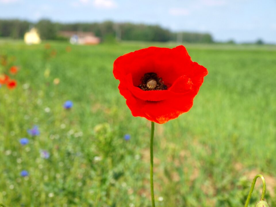 Poppy meadow flower