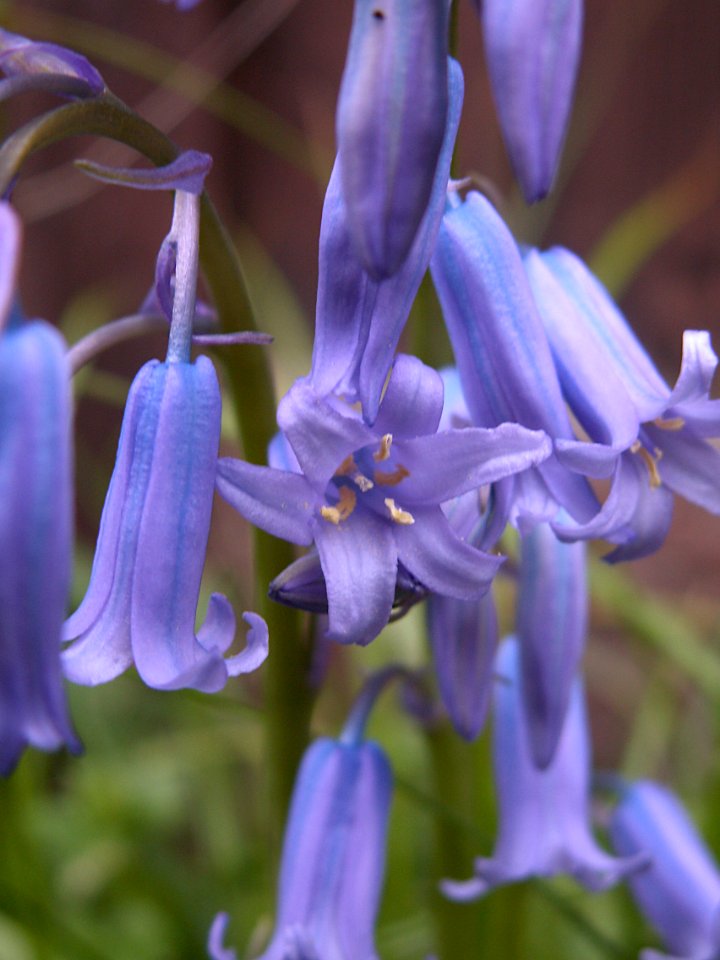 Bluebells, 2020-05-05, Beechview, 04