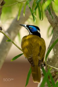Blue Faced Honeyeater (258101875)
