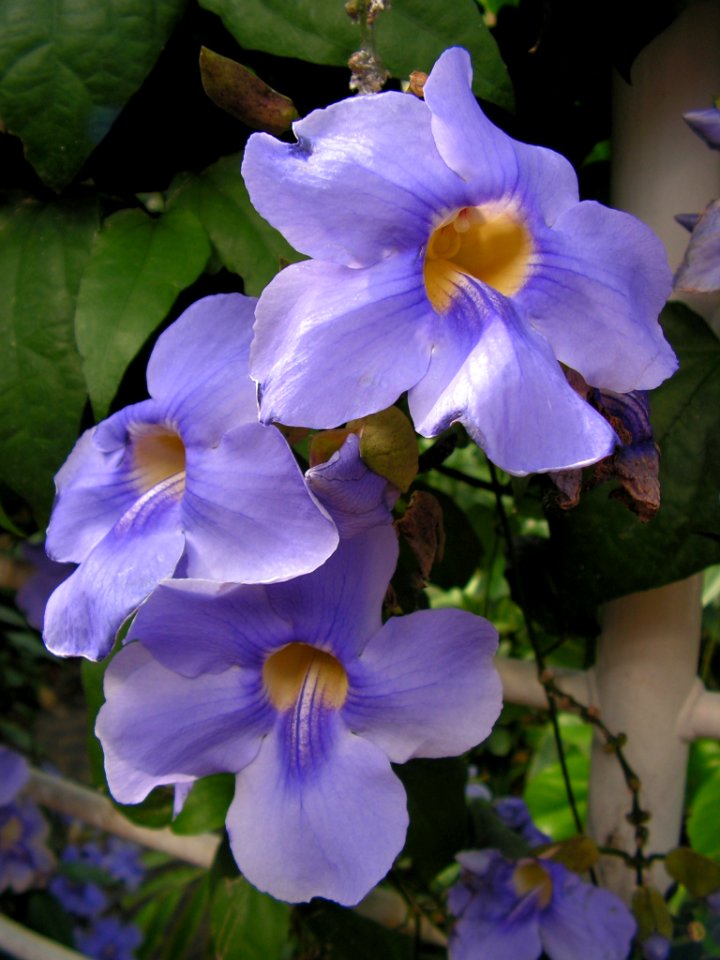 Blue flower (public domain)