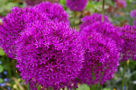 Bloom ball leek schnittblume