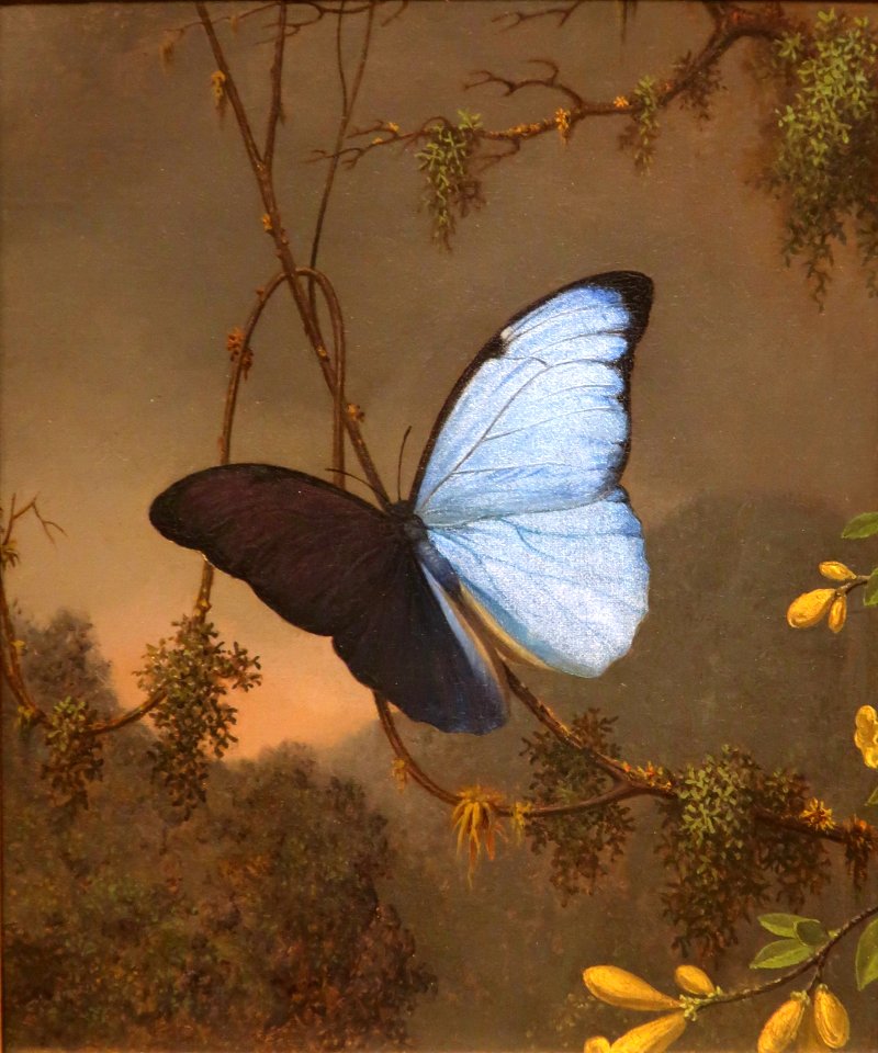 Blue Morpho Butterfly by Martin Johnson Heade