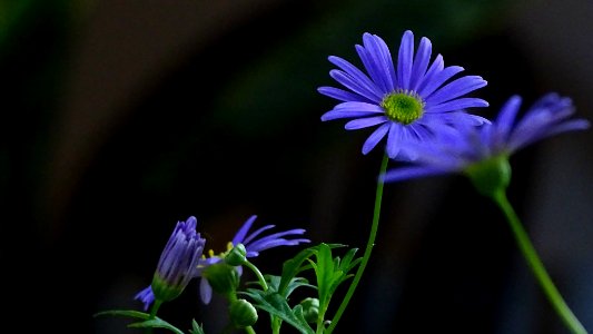Blue Flower (156855903)