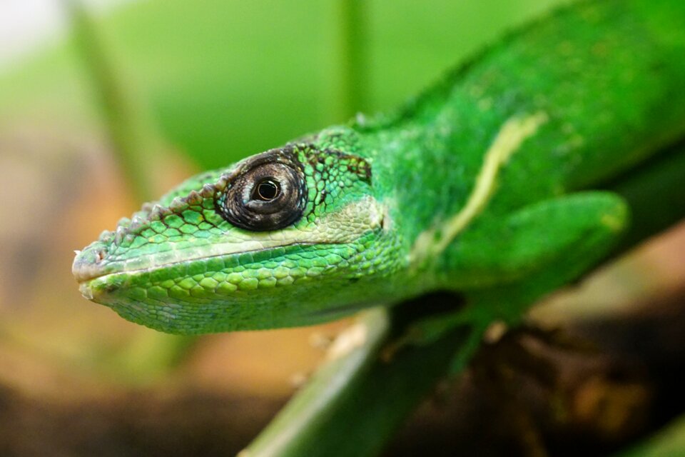 Iguana-like reptile creature