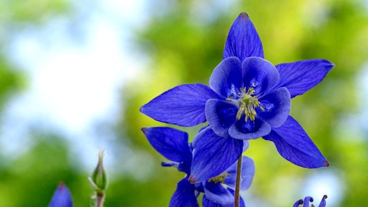 Blue Flower (156886783) photo