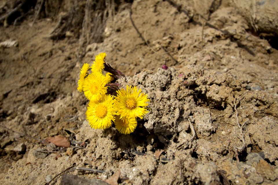 Blumen an der Steilküste in Sassnitz auf Rügen