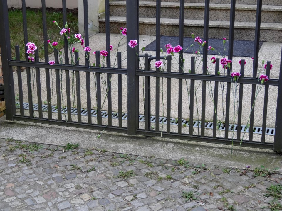 Blumen Armenische Botschaft, Berlin