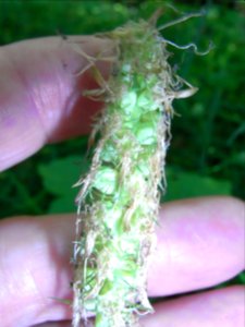 Blume Phyteuma nigrum verblüht R0014647