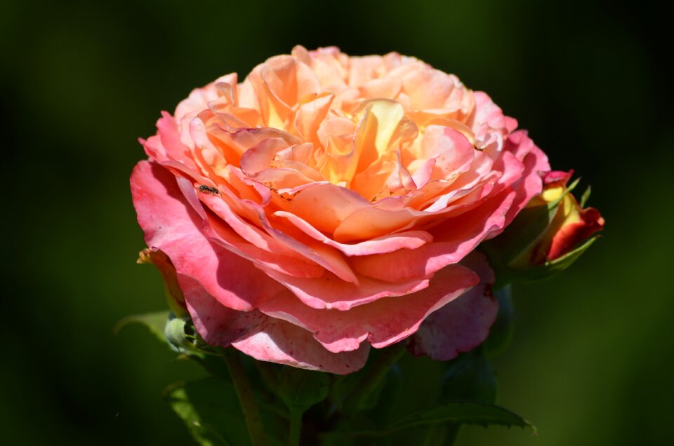 Flower splendor blossom