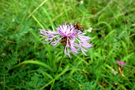 Blume mit Wespe photo