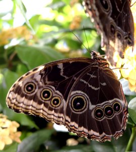 Blue morpho butterfly morpho peleides IMG 0897 photo