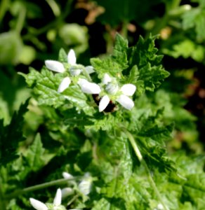 Blumenbachia insignis Prague 2012 5