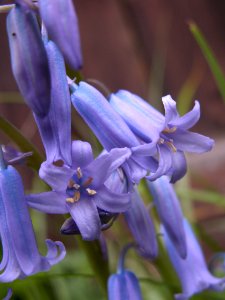 Bluebells, 2020-05-05, Beechview, 03