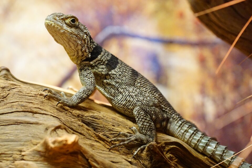 Reptile animal creature