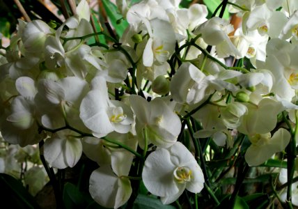 Bouquet d'orchidées
