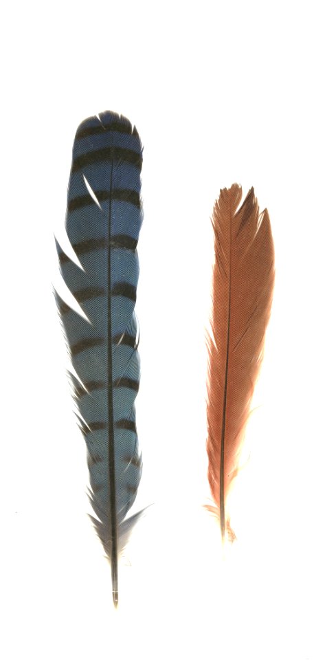 Blue J and cardinal feather