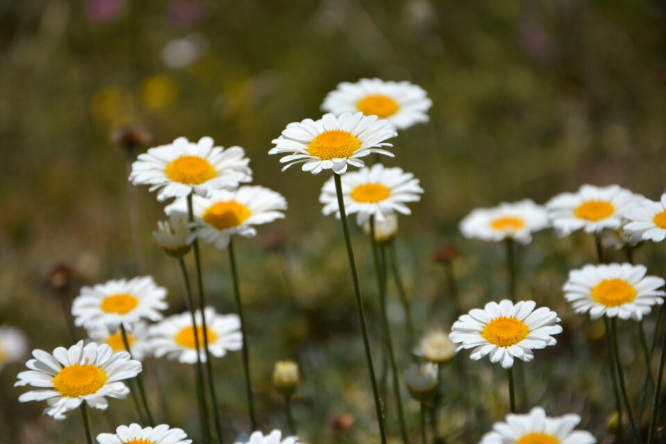 Flowers spring spring flowers