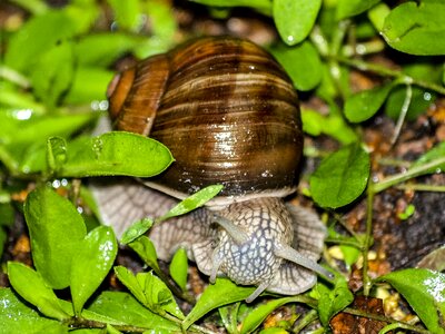 Snail reptile animal
