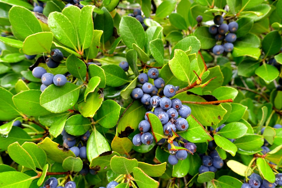 Blueberries - Jardim Botânico da Universidade de Coimbra - Coimbra, Portugal - DSC08804