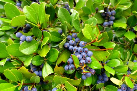 Blueberries - Jardim Botânico da Universidade de Coimbra - Coimbra, Portugal - DSC08804
