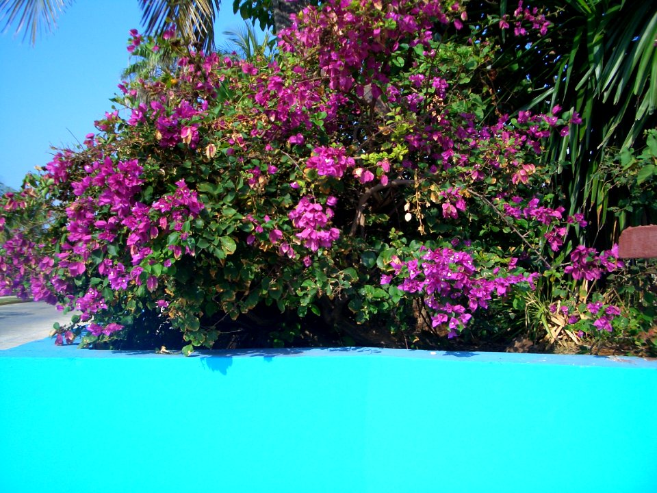 Blue wall and flowers in Varadero