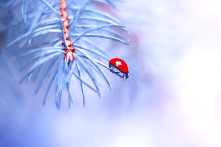 Blue Spruce (210235597)