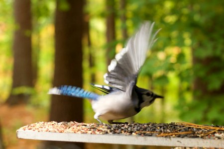 Bluejay takeoff photo