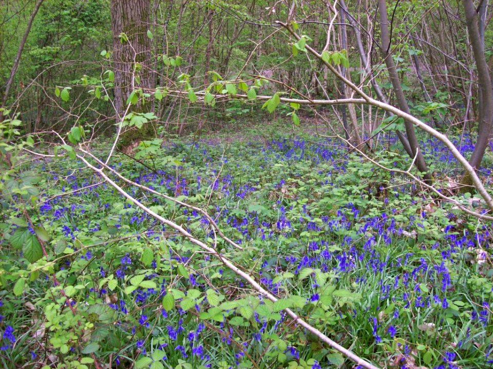Bluebells in Hollybush Wood, Standen