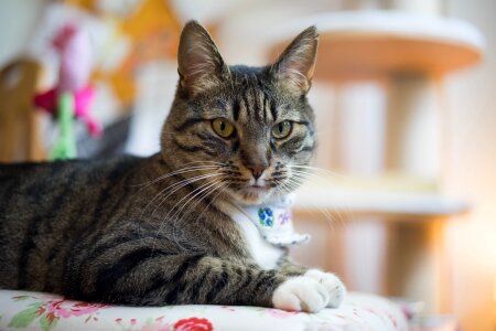 Face portrait pet photo