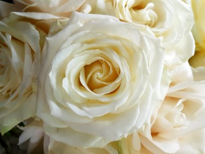 Blume-2018-02-03-4