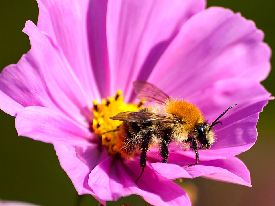 Insect nature animal