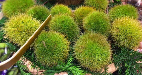 Green vegetables department
