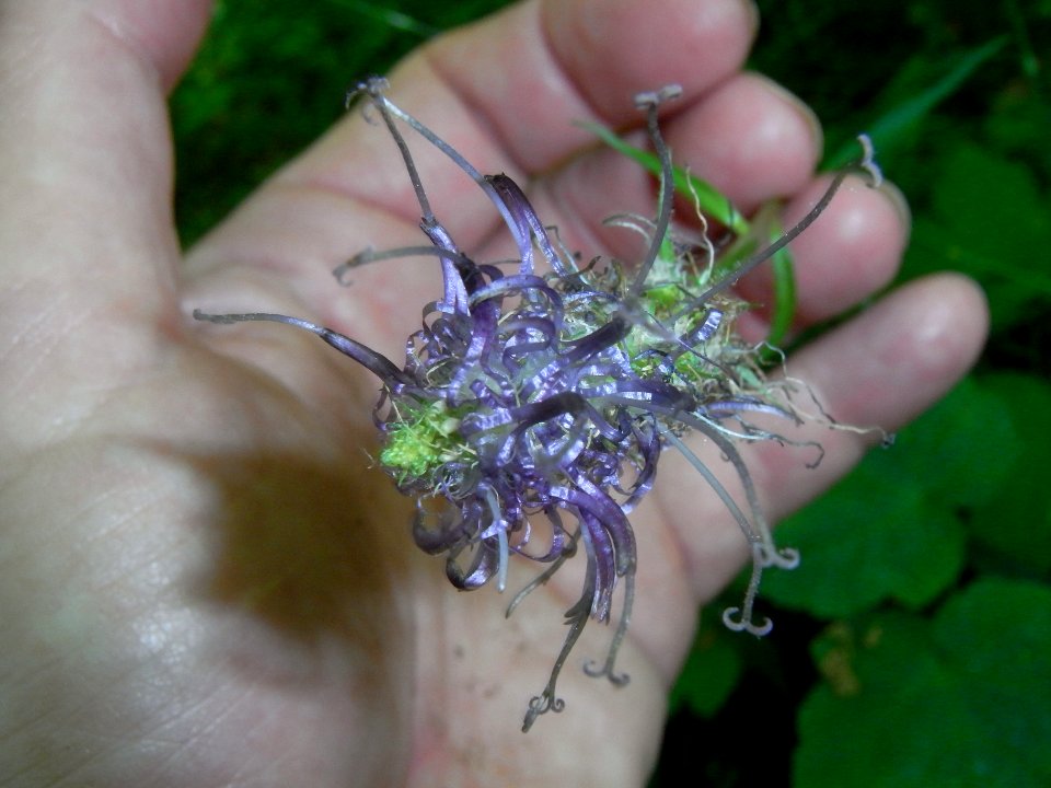 Blume Phyteuma nigrum R0014649