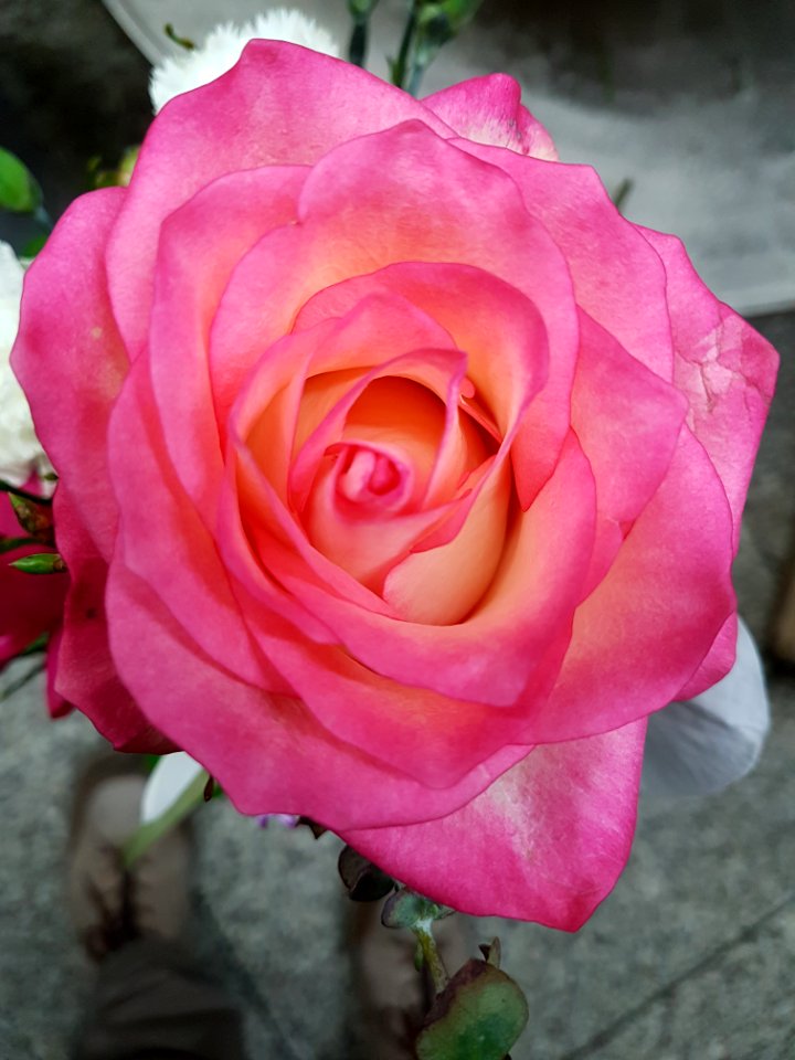 Blume-2018-02-03-2