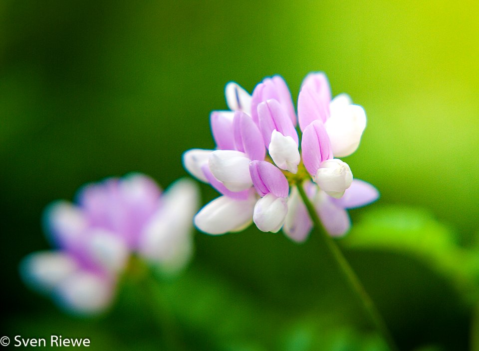 Blume Jpg (133624401)