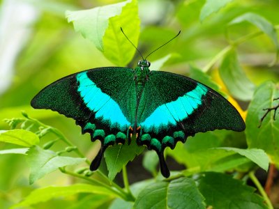 Blue swallowtail butterfly photo