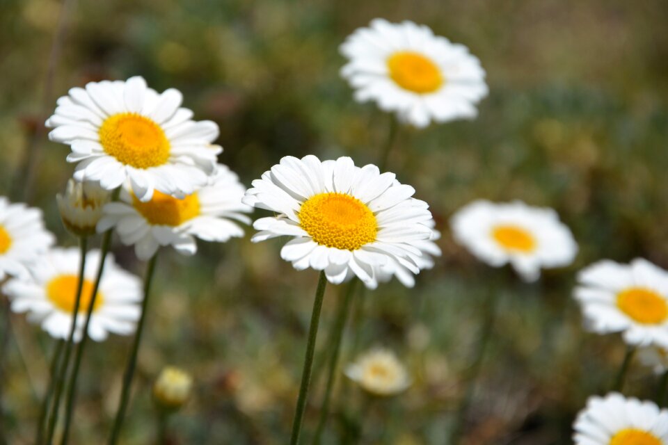 Flowers spring spring flowers