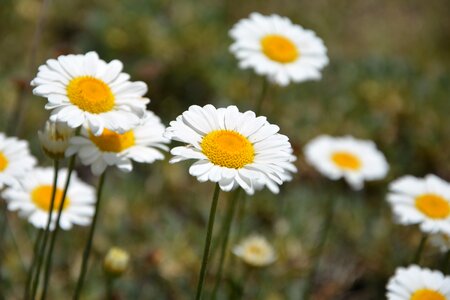 Flowers spring spring flowers