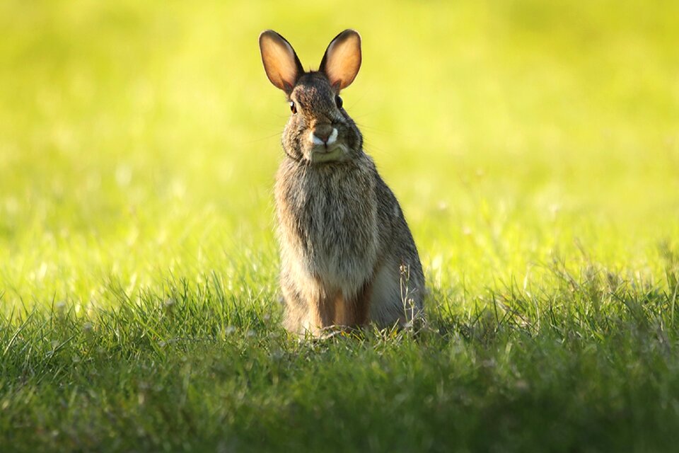 Wildlife portrait sitting