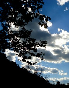 Blue sky white clouds looking up at trees photo