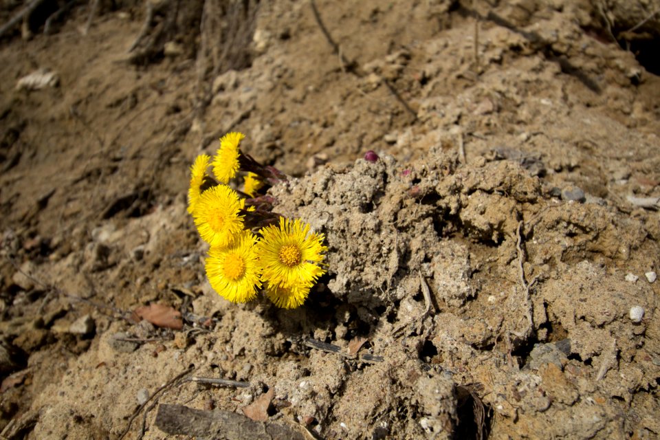 Blumen an der Steilküste in Sassnitz auf Rügen 2