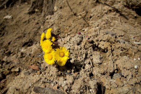 Blumen an der Steilküste in Sassnitz auf Rügen 2