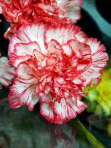 Blume-2018-02-03-1