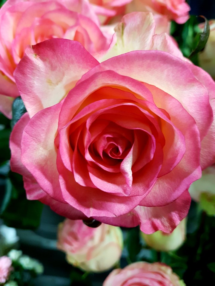 Blume-2018-02-03-3