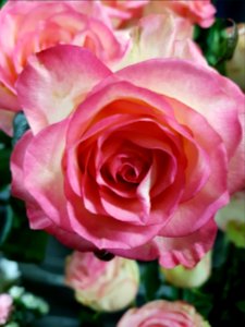 Blume-2018-02-03-3