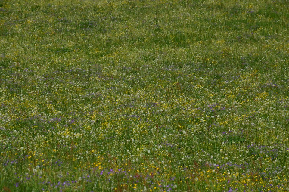 Blumenwiese Gnalp – WAF 300 J FL