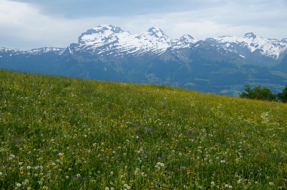 Blumenwiese Gnalp, Alvier und Gauschla – WAF 300 J FL