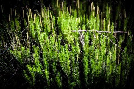 Forest nature green